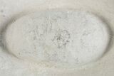 Eocene Fossil Crocodile Egg - Bouxwiller, France #366877-1